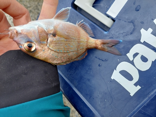 タイの釣果