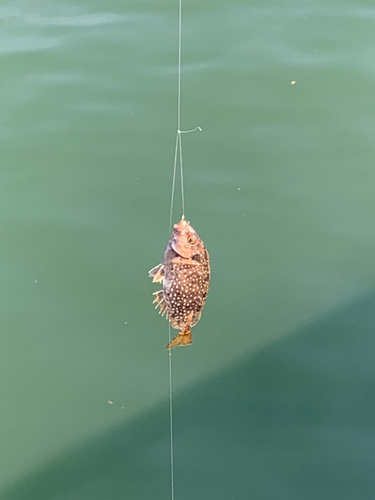 アイゴの釣果