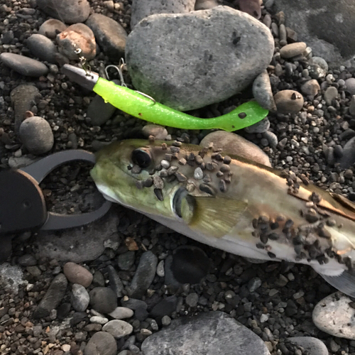 シロサバフグの釣果