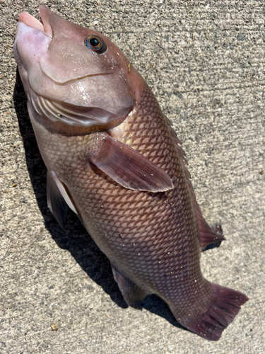 コブダイの釣果