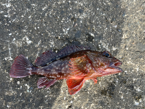 カサゴの釣果