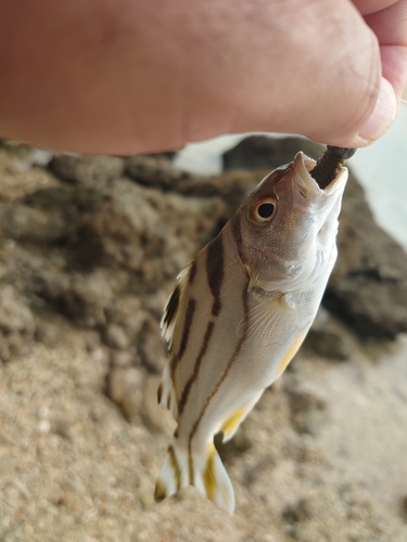 コトヒキの釣果