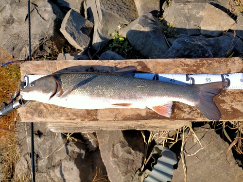 ウグイの釣果