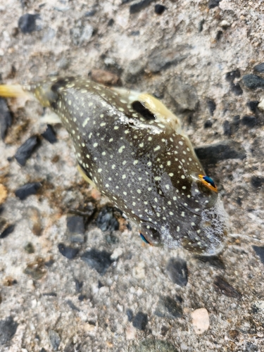 クサフグの釣果