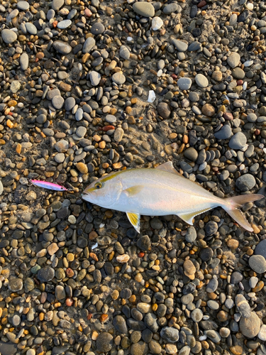 ショゴの釣果