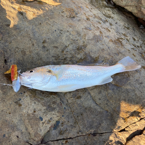 シログチの釣果