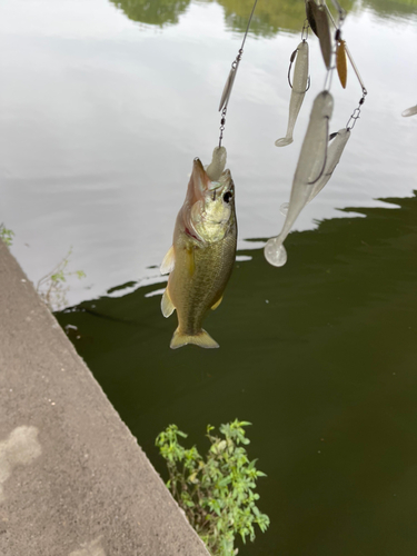 ブラックバスの釣果