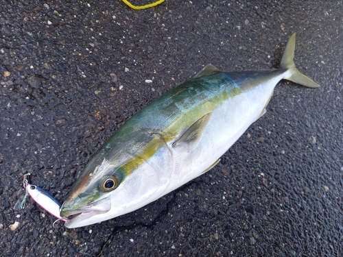 ハマチの釣果