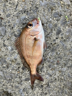 チャリコの釣果