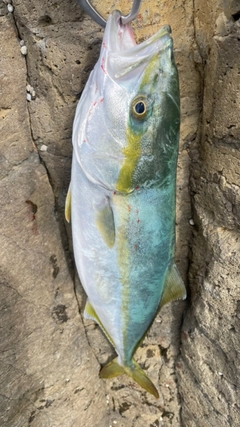 ツバスの釣果