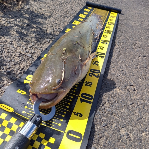 マナマズの釣果