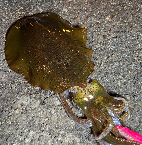 アオリイカの釣果