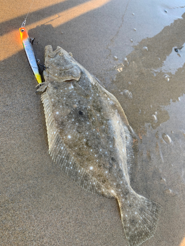 ヒラメの釣果