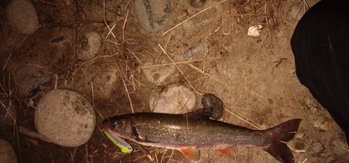 ウグイの釣果