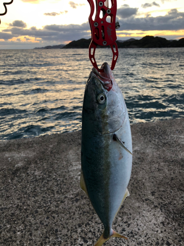 ツバスの釣果