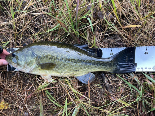 ブラックバスの釣果