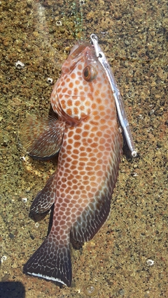 オオモンハタの釣果