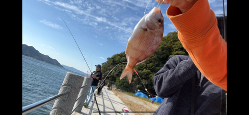 タイの釣果