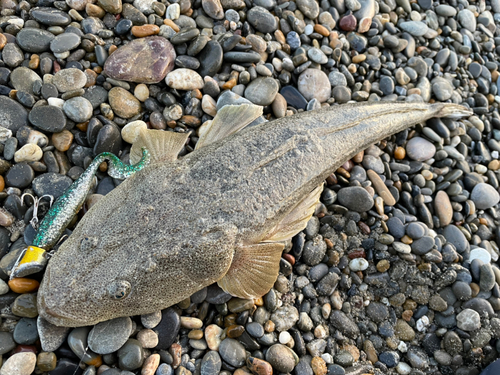 マゴチの釣果