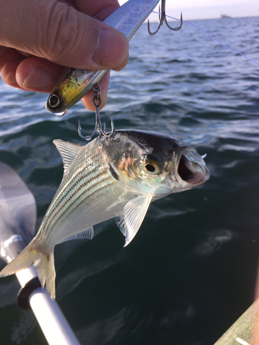 コノシロの釣果