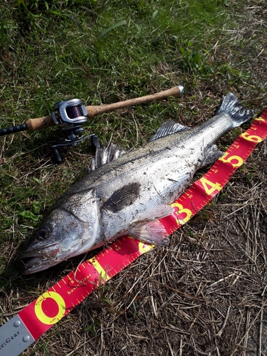 シーバスの釣果