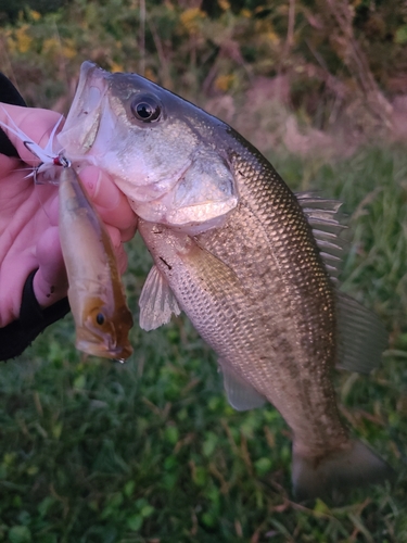 ラージマウスバスの釣果