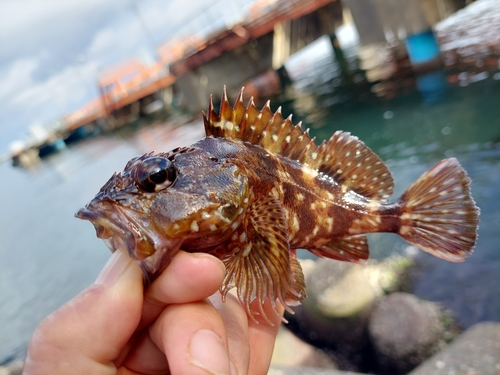 カサゴの釣果