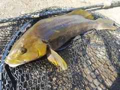 アイナメの釣果