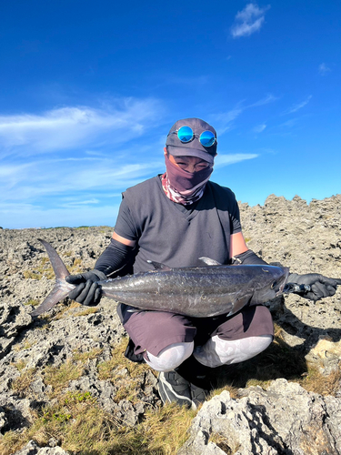 イソマグロの釣果