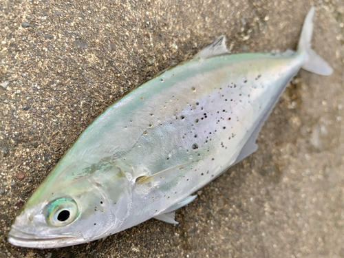 イケカツオの釣果