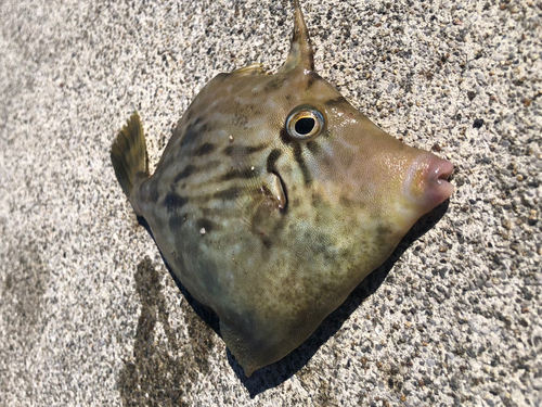 カワハギの釣果