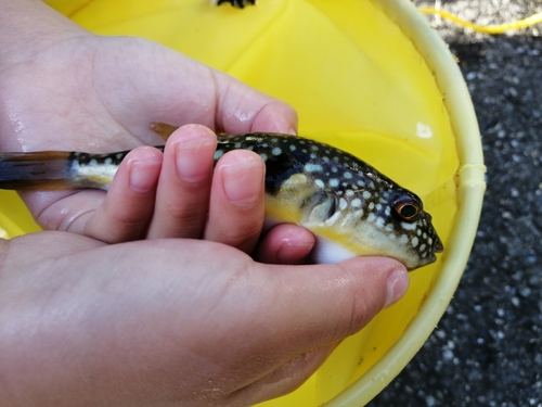 コモンフグの釣果