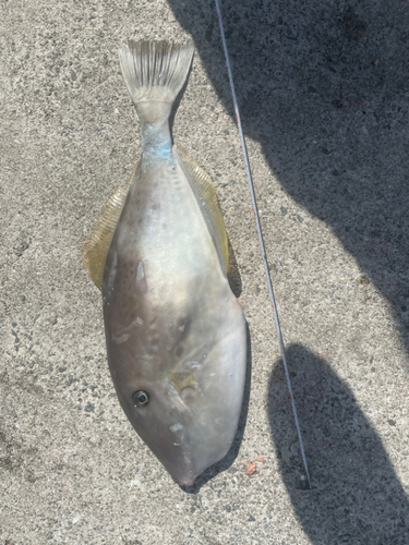 ウマヅラハギの釣果