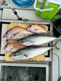 マダイの釣果