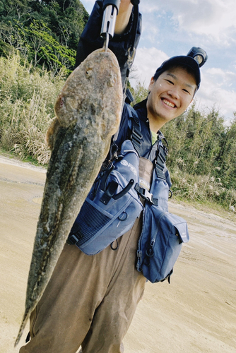 マゴチの釣果