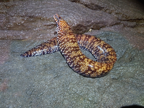 トラウツボの釣果