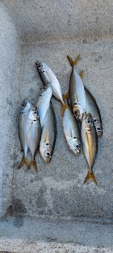 アジの釣果