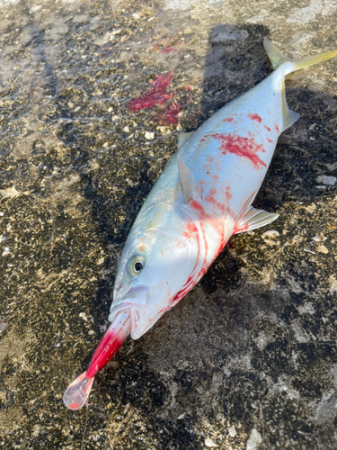 ワカシの釣果