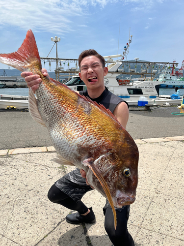 マダイの釣果