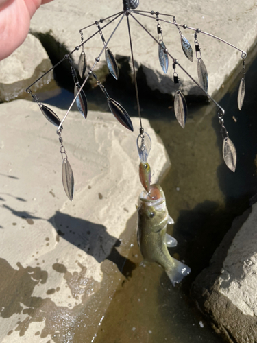 ラージマウスバスの釣果