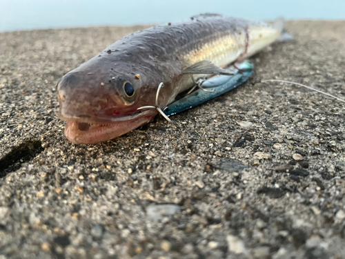 エソの釣果