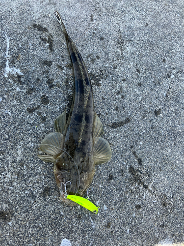 マゴチの釣果