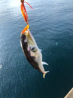 オオモンハタの釣果