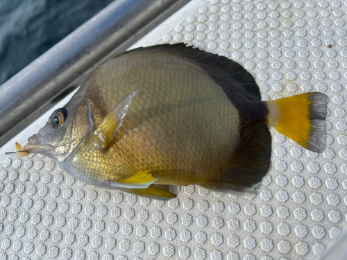 釣果