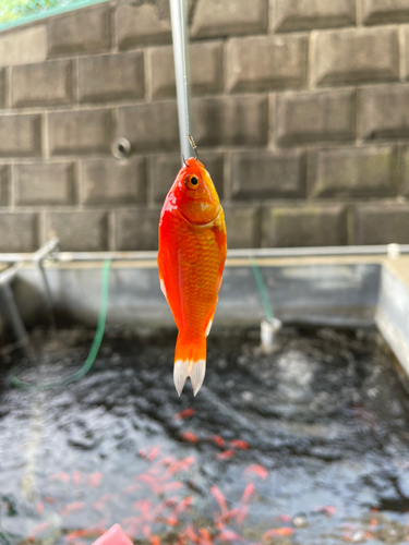 キンギョの釣果