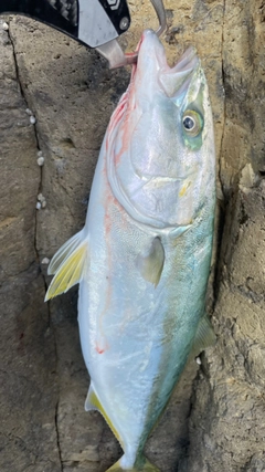 ツバスの釣果