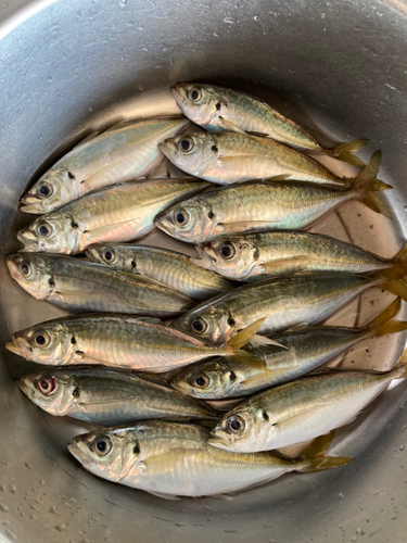 アジの釣果