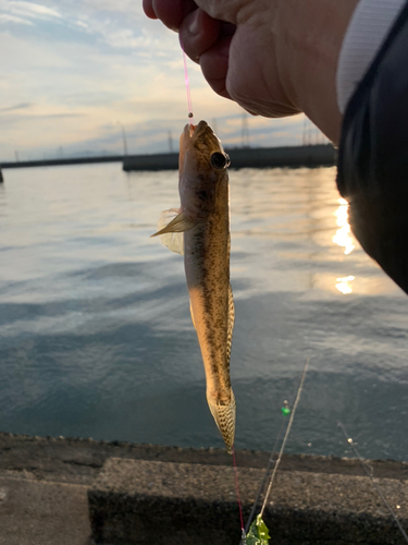 ハゼの釣果