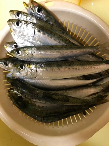 イワシの釣果