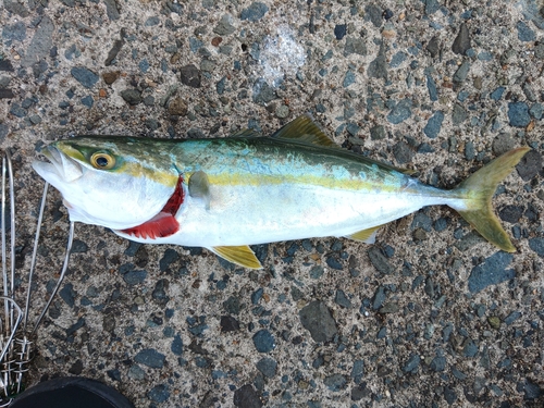 ワカシの釣果